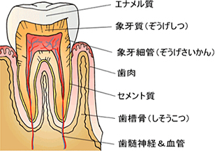 歯とその周りの歯周組織について